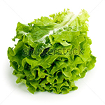 lettuce